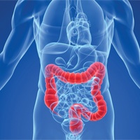 Image showing an upright body with the colon highlight in red